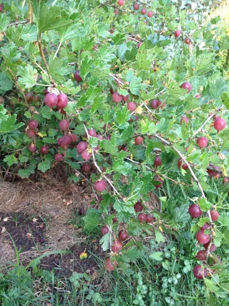 Сорт крыжовника колобок фото. Крыжовник красный Колобок. Крыжовник бесшипный Грушенька. Крыжовник Московский красный. Крыжовник Грушенька куст.