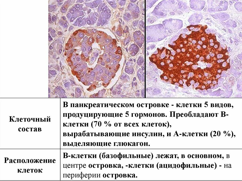 Клетки печени вырабатывают. Строение поджелудочной гистология. Железы поджелудочной железы гистология. Панкреатические островки поджелудочной железы гистология. Островки Лангерганса гистология.