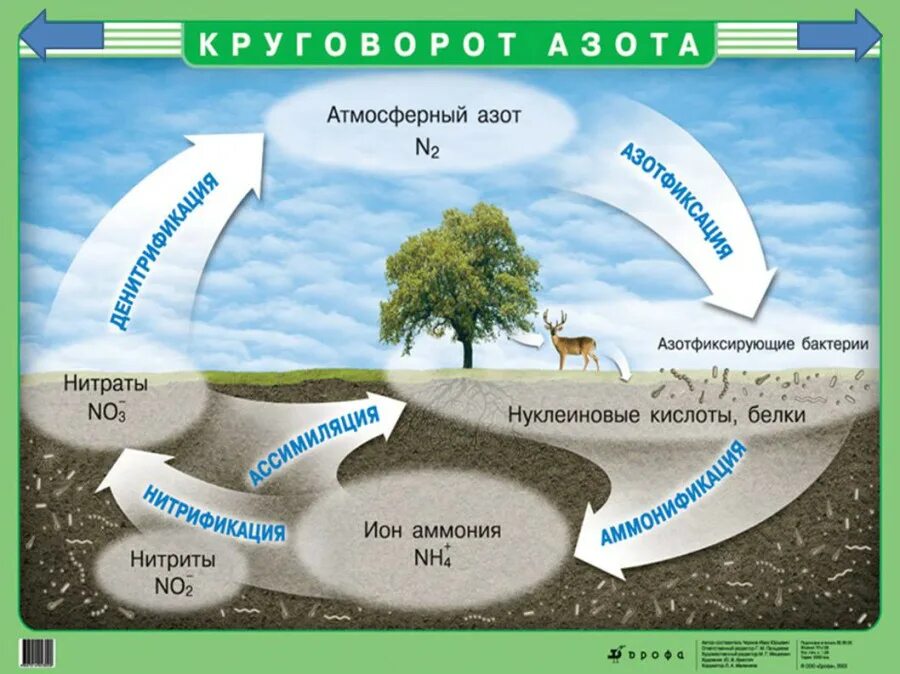 Почва является биогенным веществом биосферы