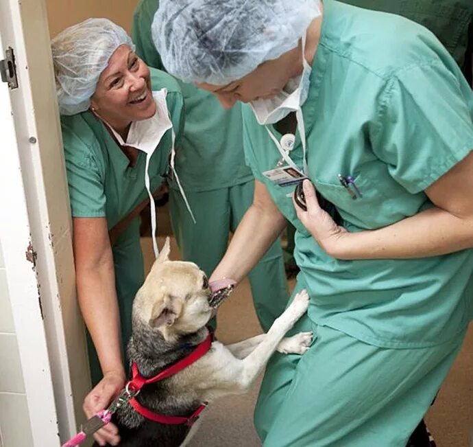 Человек собака операция. Анестезия в ветеринарии. Операция стать собакой. Операция стать собакой. Катетеризация мочевого пузыря у собак.