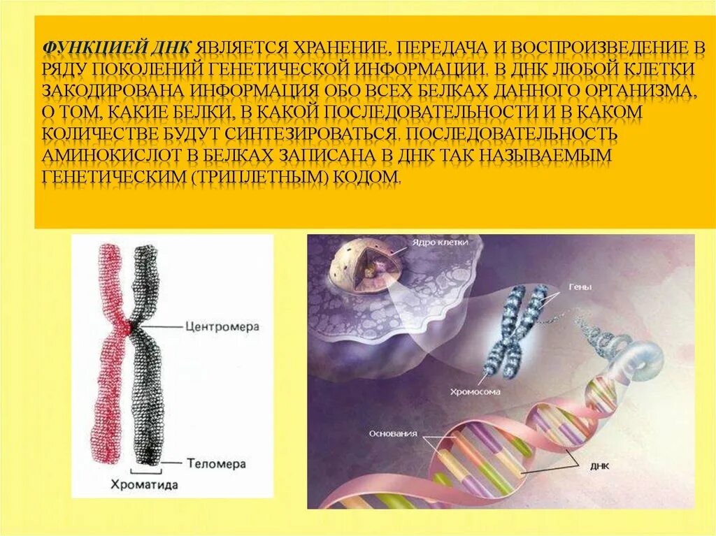 Хранение информации в ДНК. ДНК И наследственная информация. Хранение и передача наследственной информации. ДНК хранение наследственной информации.