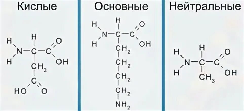 Кислые и основные белки