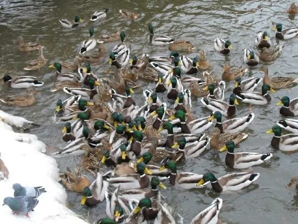 можно ли кормить уток зимой