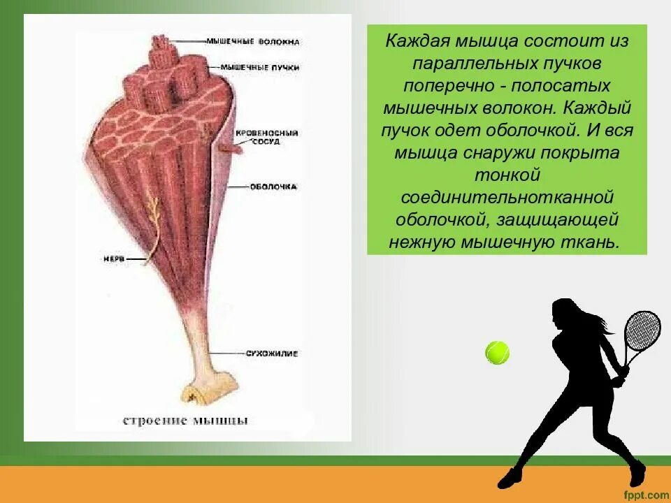 Строение и работа мышц 8 класс. По биологии 8 класс строение мышц. строение и функции мышц 8 класс. биология 8 класс строение и функции скелетных мышц. мышца состоит из волокон:.