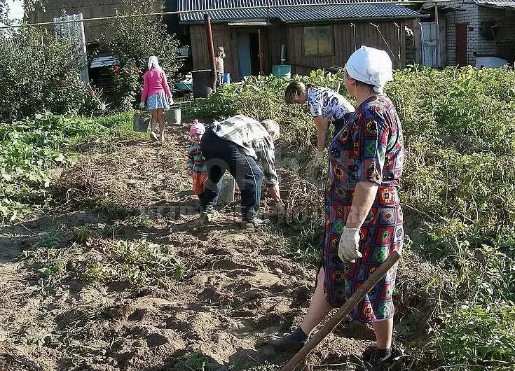 Совместный труд на участке. Работа в огороде. Уборка в деревни. Сбор урожая в деревне.