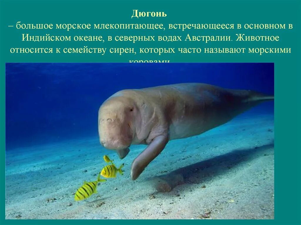 Дюгонь информация кратко. Отряд сирены представители. Дюгонь дюгонь. Индийский океан обитатели дюгонь. Ламантин и дюгонь кратко.