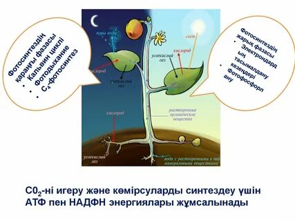 Mzhzh фотоны қараңыз