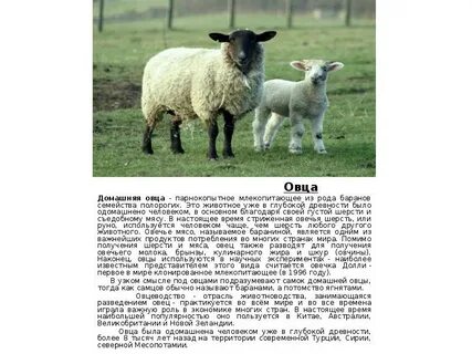 Барашек правило