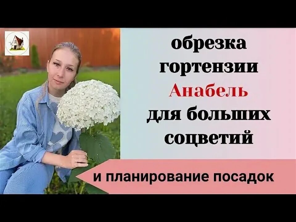 Как обрезать гортензию анабель на зиму. Как обрезать гортензию анабель на зиму