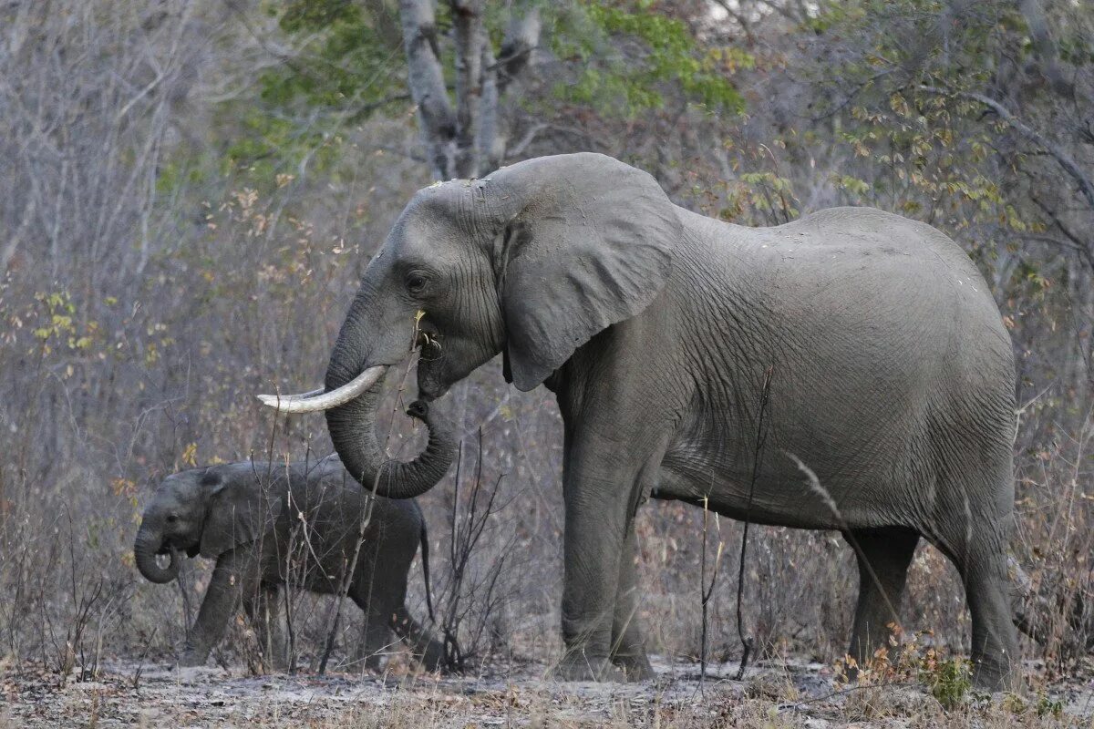 Слоны картинки. Слон. Слоновые виды. Фото слонов. Африканский слон.