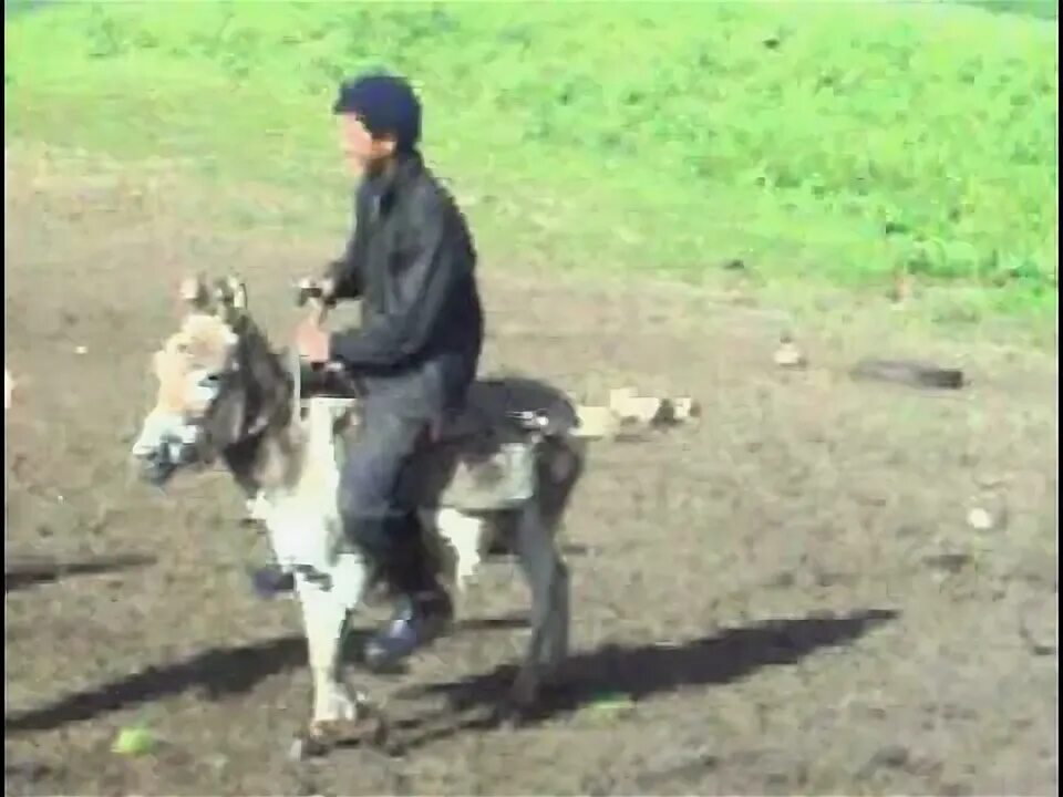 Парень на ишаке. Погода ишаки на неделю. Погода ишаки на неделю. Осел отряд. Верхом на осле.