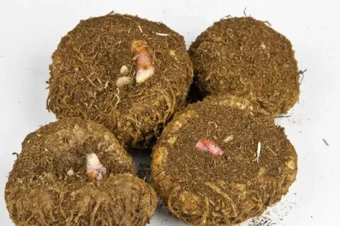 Бегония клубневая клубни