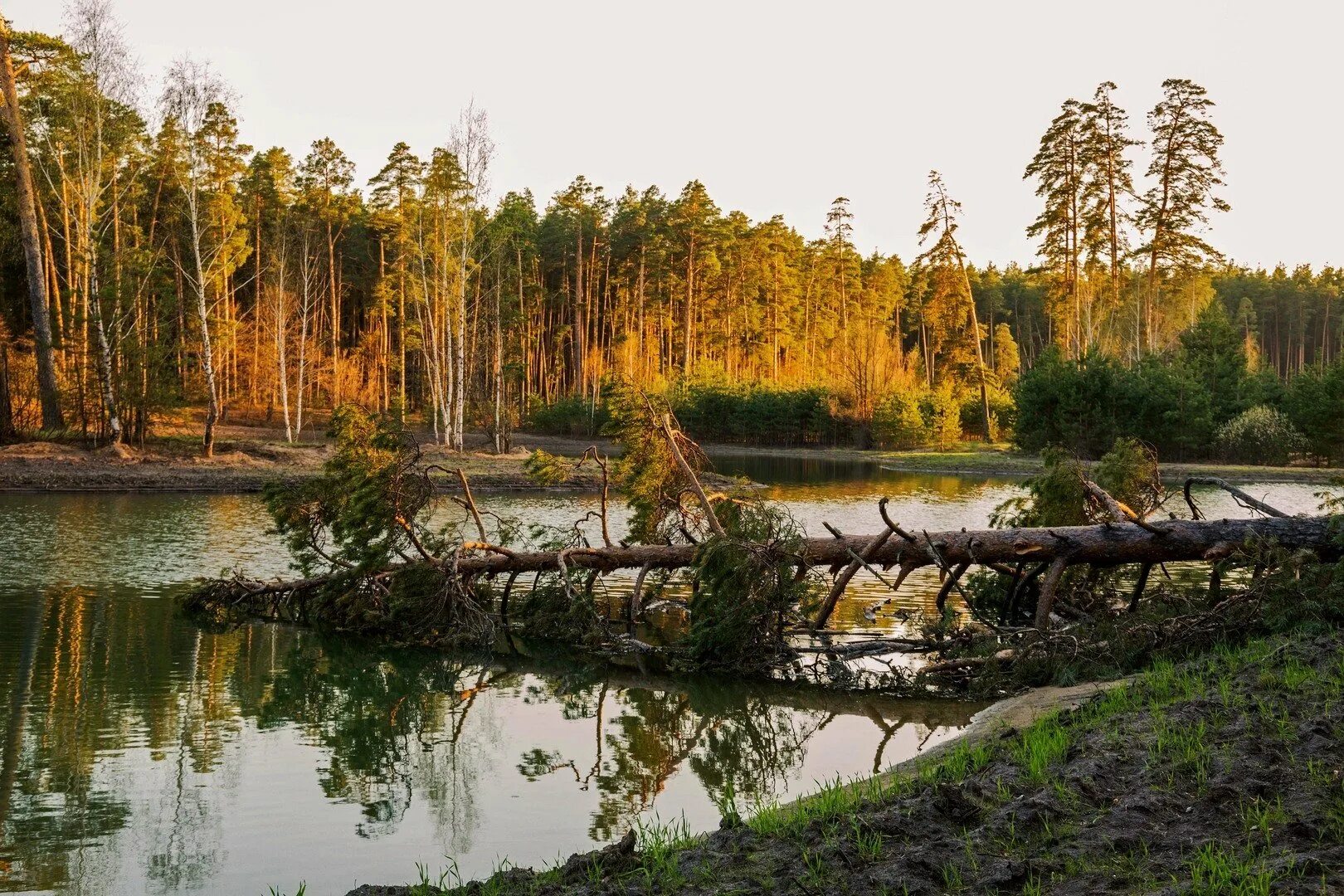 Лебяжье озеро приморский парк. Лебяжье казань. Лебяжье озеро дубна. Лебяжье озеро казань пляж. Озеро лебяжье ленинградская область.