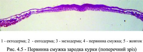 Первичная полоска зародыша