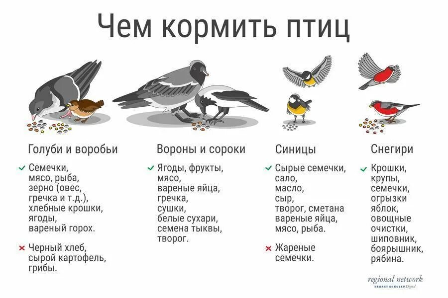 Можно ли давать птицам рис