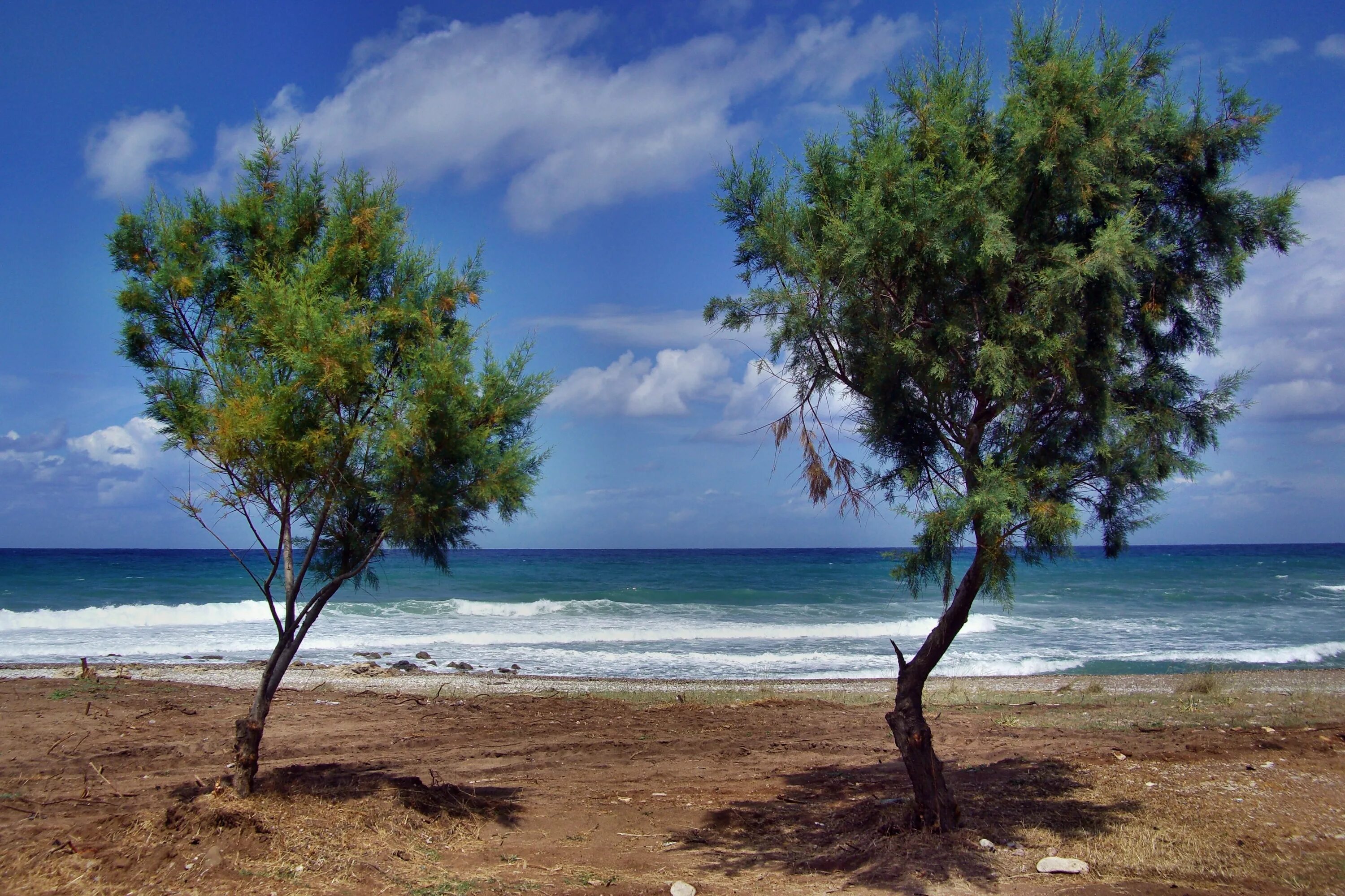 Деревья натура. Деревья на побережье. Дерево на берегу моря. Море деревьев. Сосны на берегу моря.