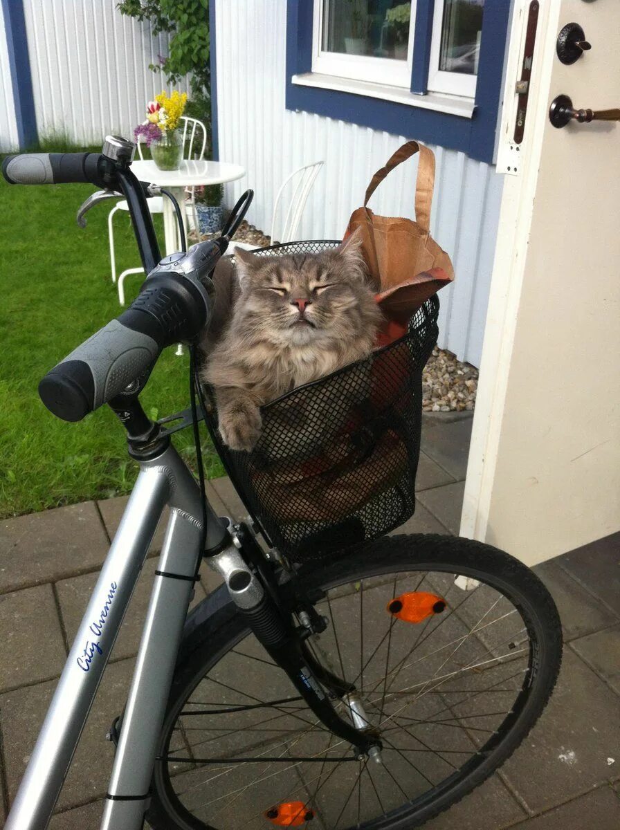 Cat bike. Котик на велосипеде. Кот велосипедист. Кошачий велосипед. Смешные велосипеды.