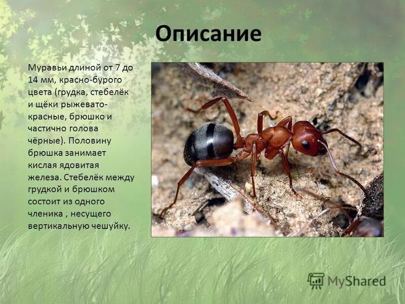 Описание муравьев кратко. Описание муравьев кратко. Структура муравья. Рассказ про муравья. Муравей для детей.
