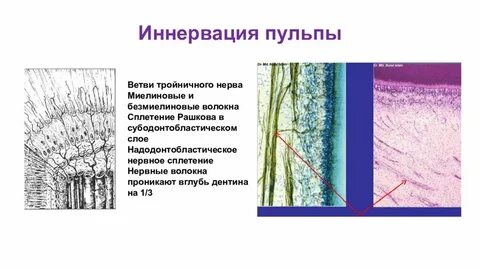 Сосуды пульпы