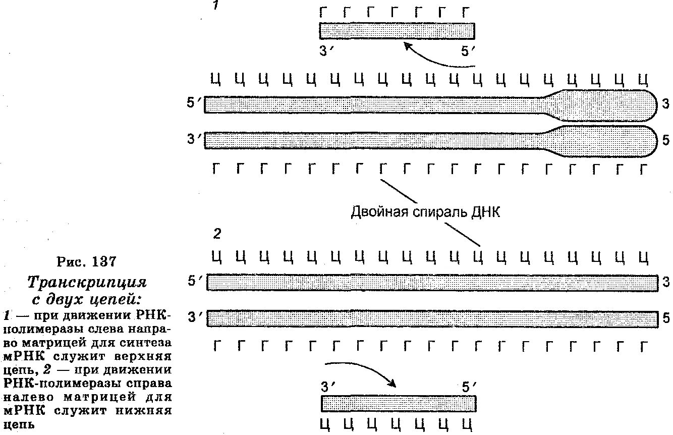 Смысловая цепь днк это. Матричная транскрибируемая цепь ДНК. Транскрибируемая цепь ДНК это. Смысловая и транскрибируемая цепь ДНК. Транскрипция ДНК В МРНК.