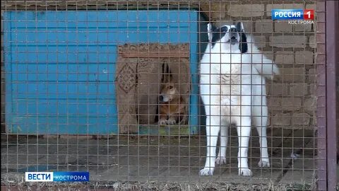 Приют право на жизнь кострома