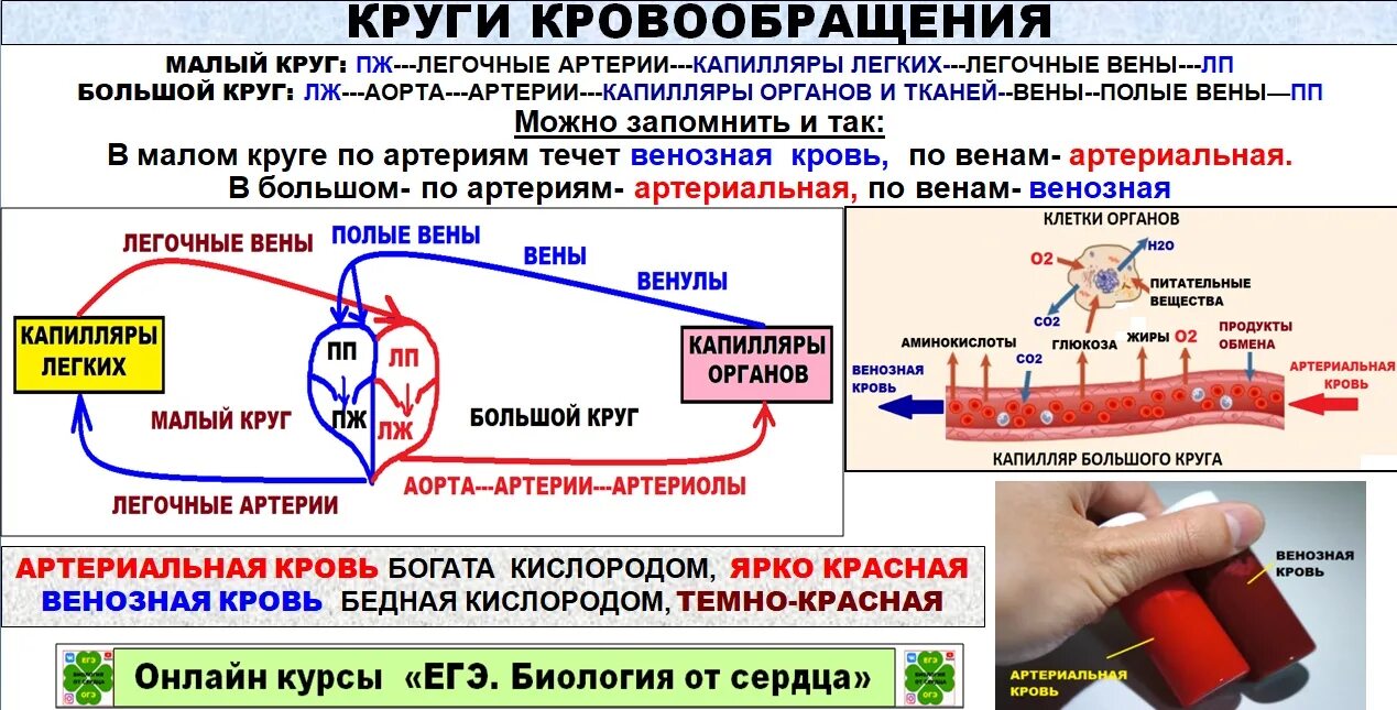 Биология 8 движение крови по сосудам. Движение крови по сосудам. Регуляция системы крови. Регуляция движения крови. Регуляция движения крови по сосудам.