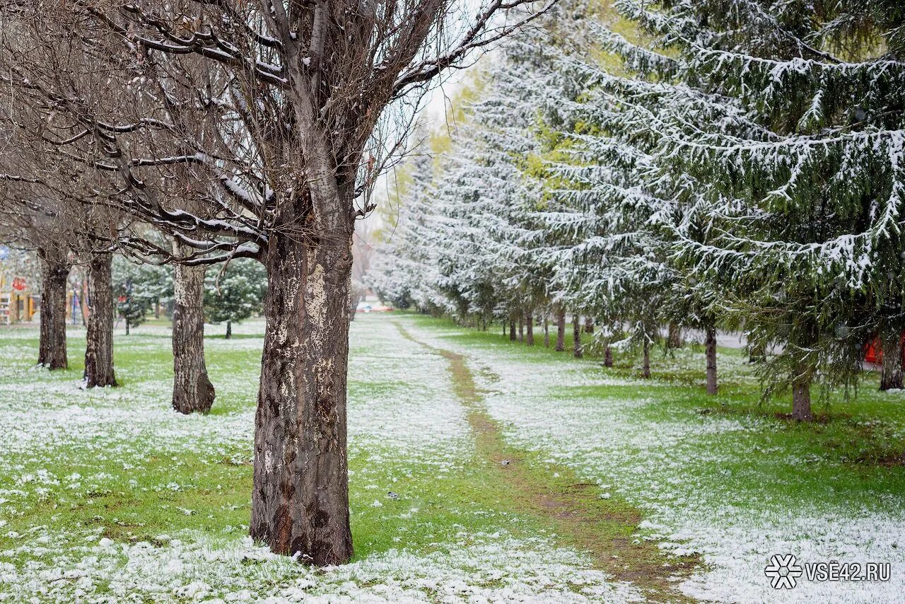 Летний снег. Первый снег Кемерово. Красота Новокузнецка первый снег. Кемерово под снегом. Кемерово первый снег картинки.