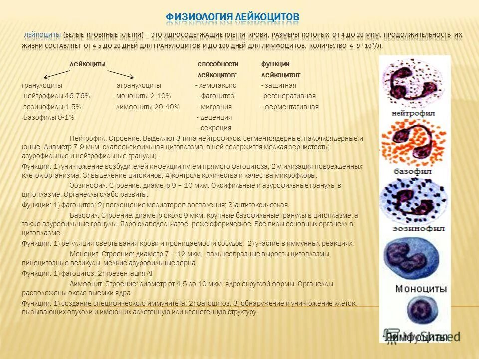 1 функции лейкоцитов