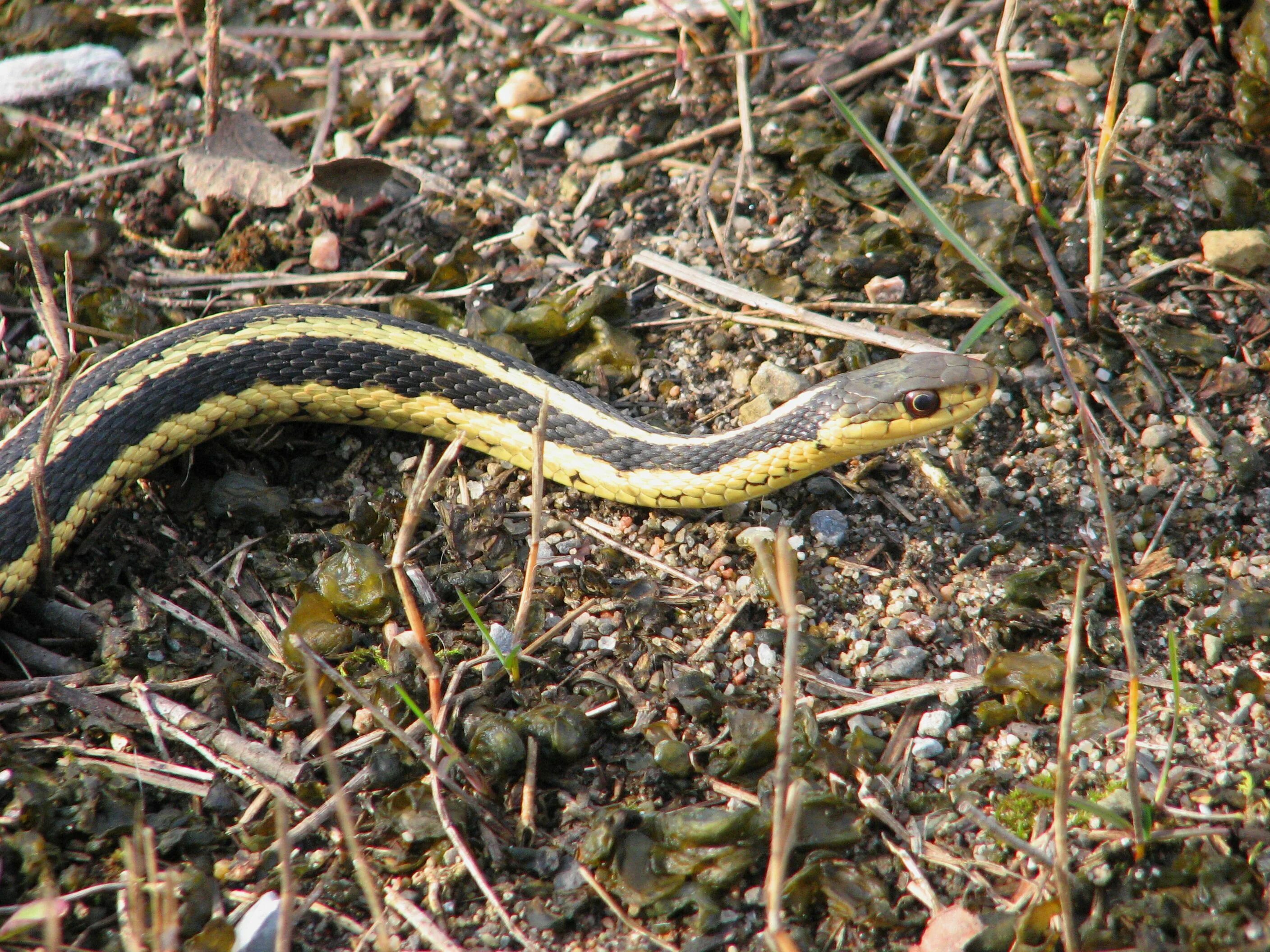 Snake walk