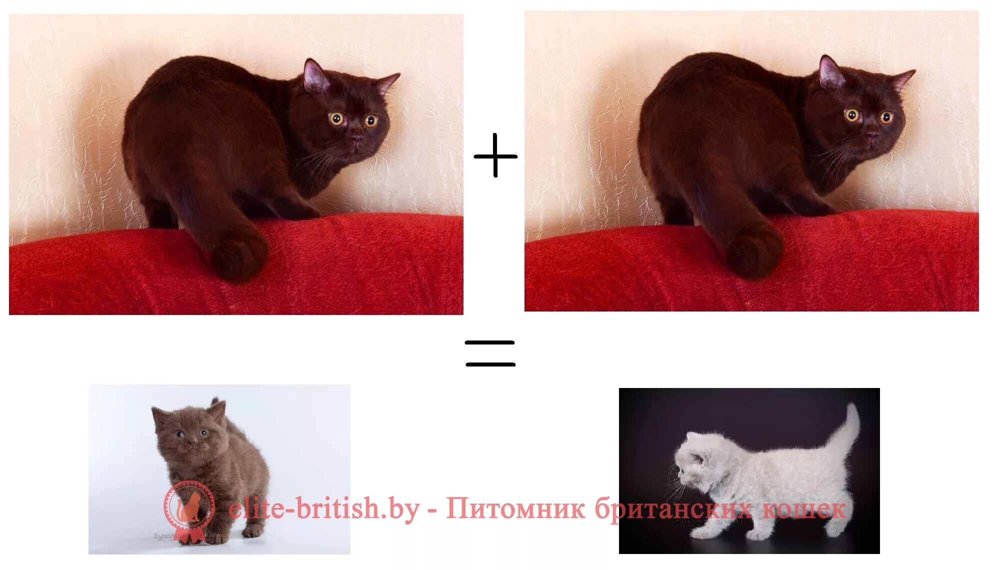 Шоколадная кошка. Рассмотрите фотографию кошки шоколадного оттенка выберите. Доминирующий цвет британского кота. Кошка шоколадная гавана. Рассмотрите фотографию кошки шоколадного окраса.