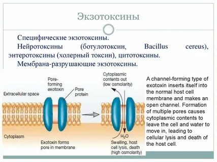 Экзотоксины это микробиология