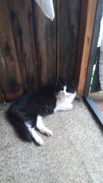 Найден черный с белым кот. Найден черно белый кот. Найден чёрно белый кот ульяновск. Найдена черно-белая кошка. Черный котенок с белыми лапками.