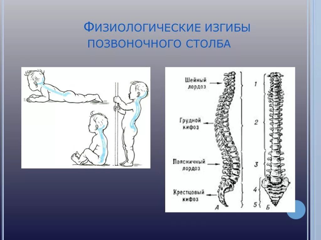 Укажите верно изгибы позвоночника. Изгибы позвоночника. Позвоночный столб изгибы. Физиологические изгибы. Позвоночный столб физиологические изгибы.