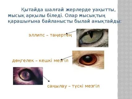 Ескі Оскол фотографиялық мекенжайлары