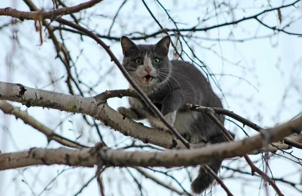 Кот на дереве. Коты на деревьях. Котенок застрял на дереве. Кошка на дереве зимой. Кошечки спасают