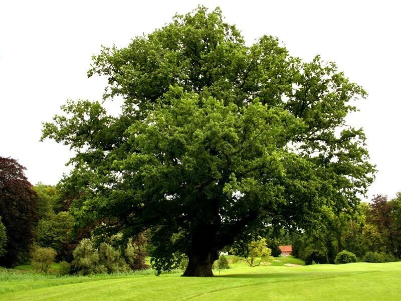 Дуб черешчатый (Quercus Robur). Дуб черешчатый (Quercus Robur l.). Дуб обыкновенный (Quercus Robur). Дуб черешчатый Regal Prince.