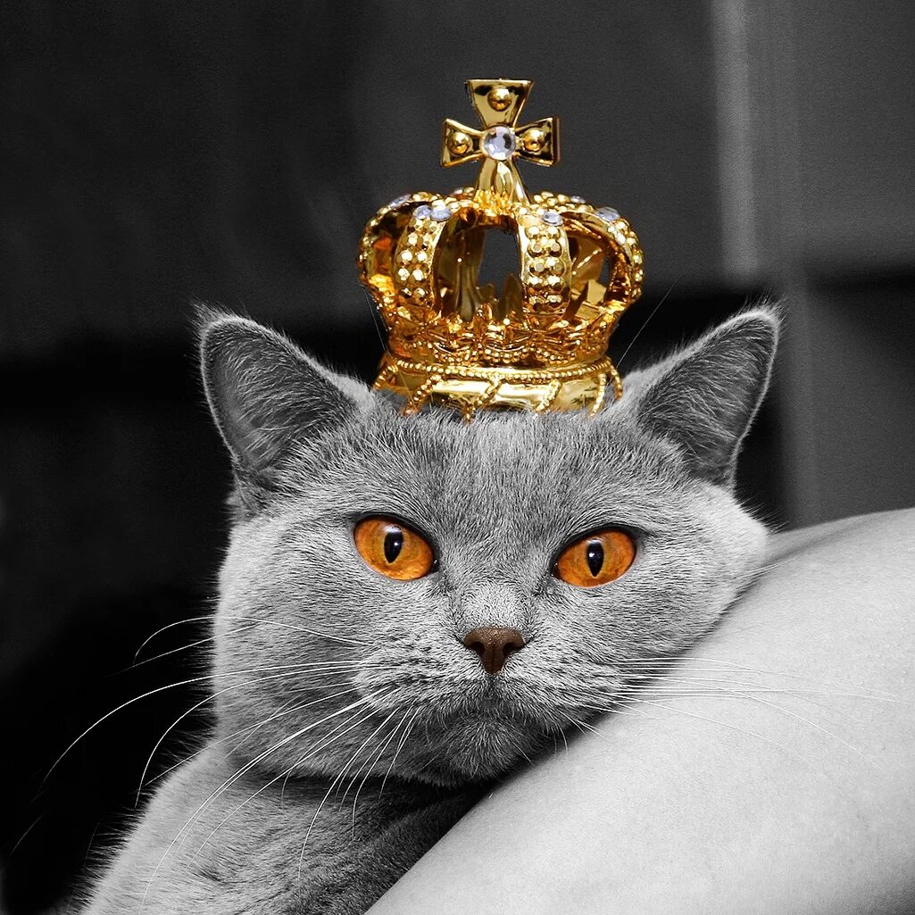 Королевский британец кот. Кот царь.