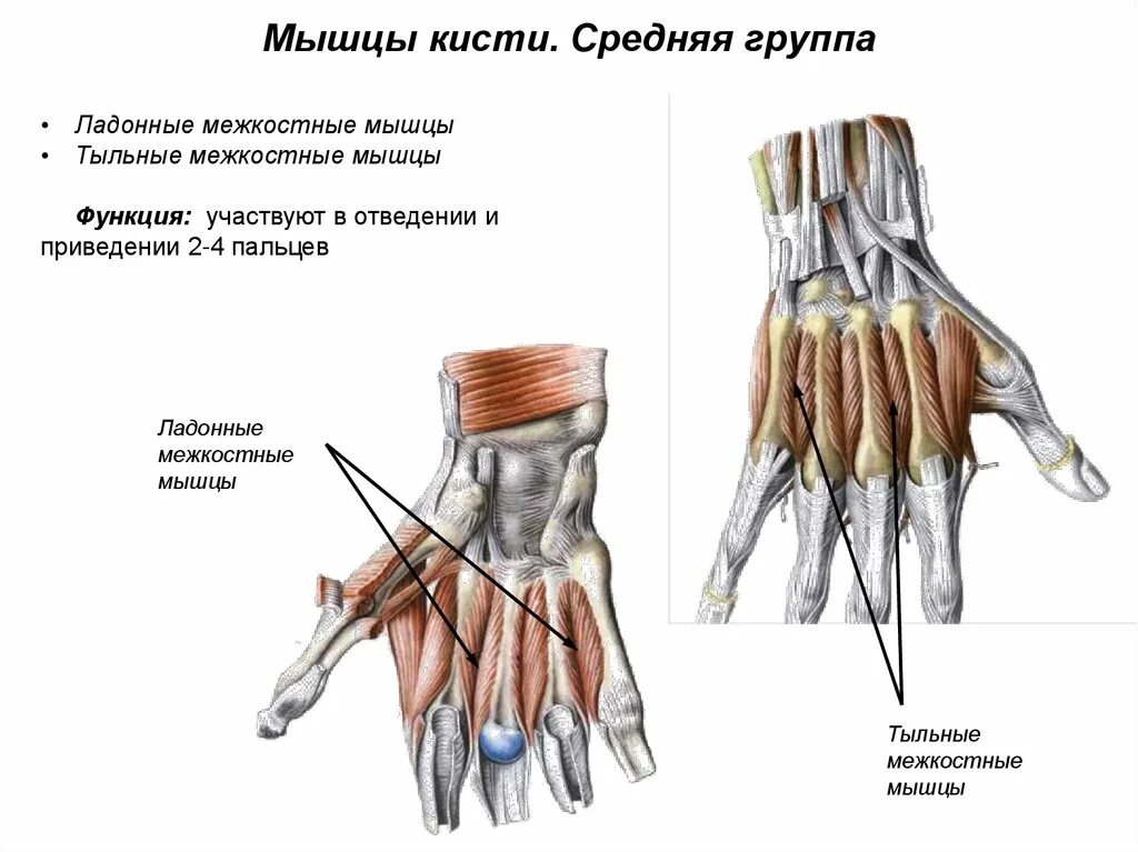 Запястье функции