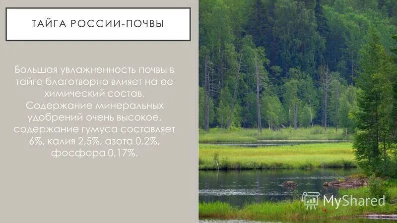 Уссурийская тайга почвы. Внутренние воды тайги в России. Почвы тайги.