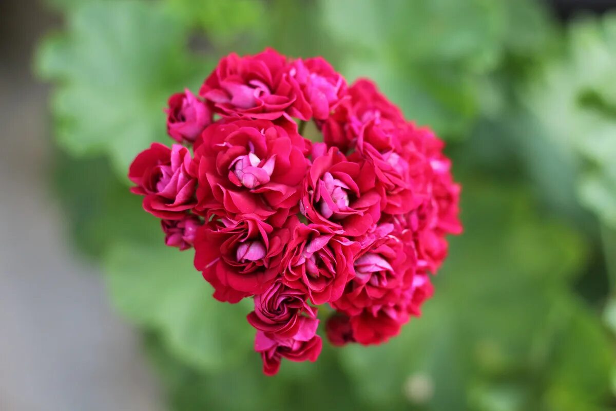 Pink rambler rosebud пеларгония. Пеларгония розебудная суприм. Пеларгония розебудная пинк. Пеларгония pink rambler описание. Пеларгония пинк пандора.