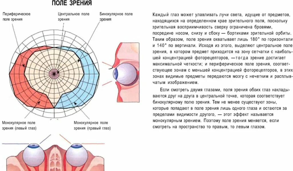 Поле зрения метод определения. Поля зрения таблица. рецептивное поле зрения. ограничение поля зрения более чем 20 что это такое.