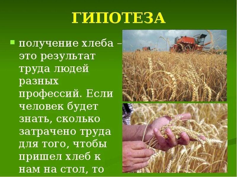 Рассказ о труде людей в поле. Гипотеза проекта на тему хлеб. Гипотеза о хлебе. Как хлеб к нам на стол пришел рассказ. Бережное отношение к хлебу.