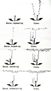 Сроки осенней обрезки винограда