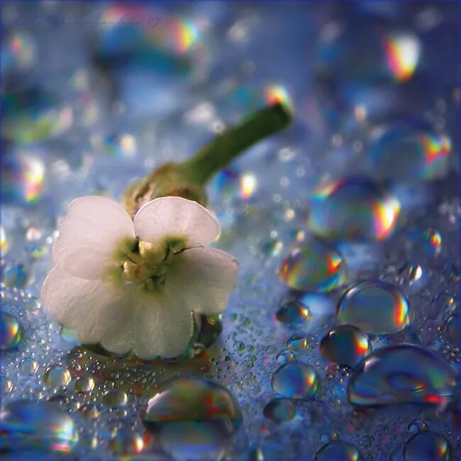 нежные полевые цветы в росе. весенние цветы. весенняя свежесть. ранняя весна. весна солнце.