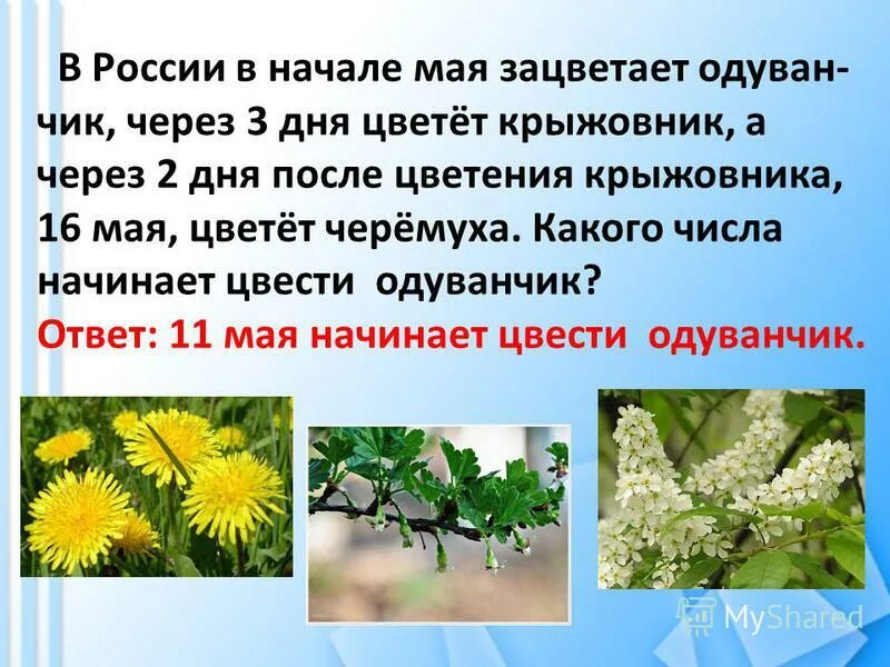 Когда начинают цвести одуванчики. Когда цветут одуванчики в каком месяце. Одуванчик начало цветения.