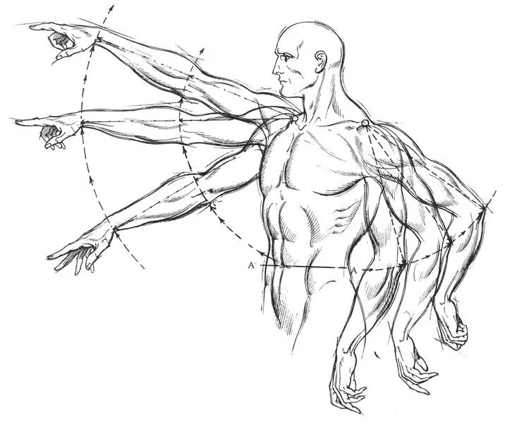 Тело управляет человеком. Burne Hogarth. Burne Hogarth Dynamic Anatomy. Бёрн Хогарт рисунок человека в движении. Динамическая анатомия Берн Хогарт.