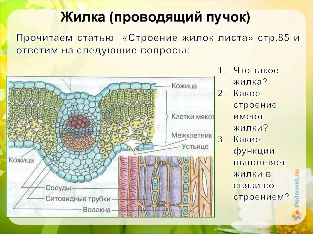 Проводящие ткани растений жилка листа. Клеточное строение листовой пластинки 6 класс биология. Строение проводящих Пучков жилок. Жилки листа сосудисто волокнистые пучки.