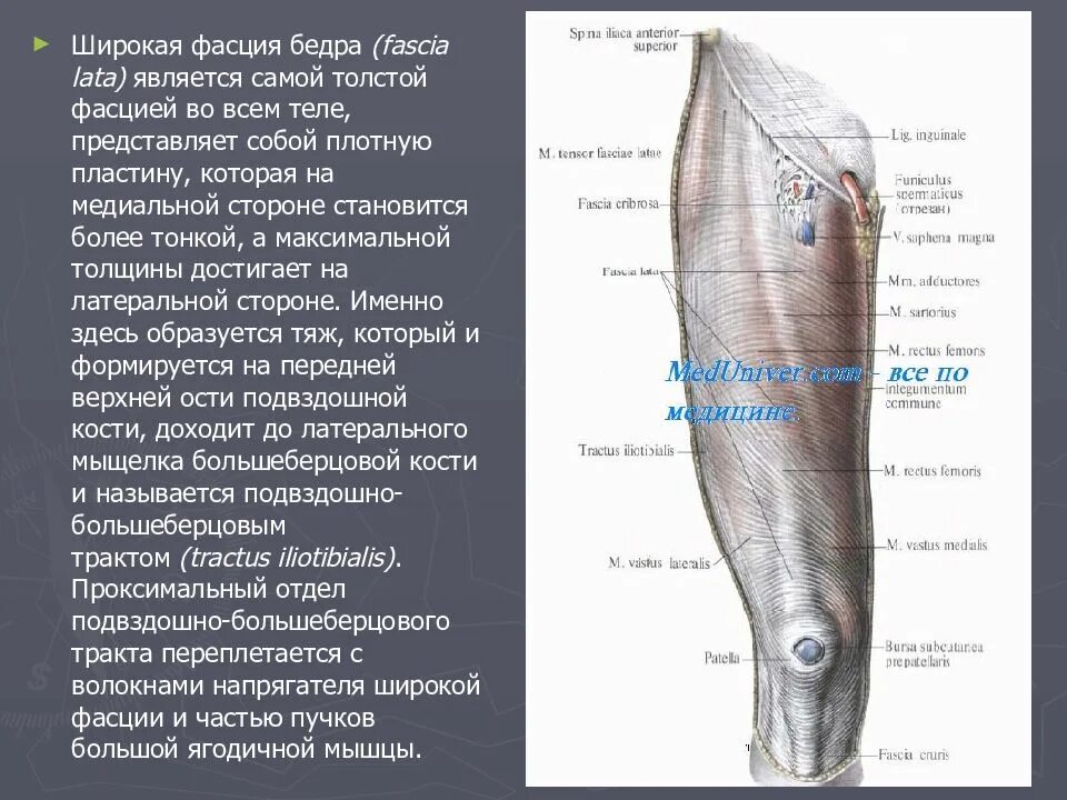 Функции фасции бедра. Широковой фасции бедра. напрягатель широкой фасции бедра. поверхностная фасция бедра. широкая фасция бедра анатомия.
