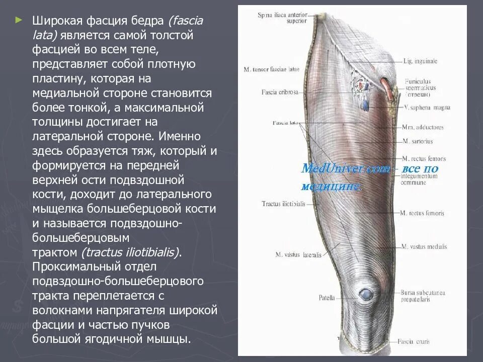 Собственная фасция бедра. Широкая фасция бедра анатомия. Широковой фасции бедра. Фасциальная структура бедра. Напрягатель широкой фасции бедра.