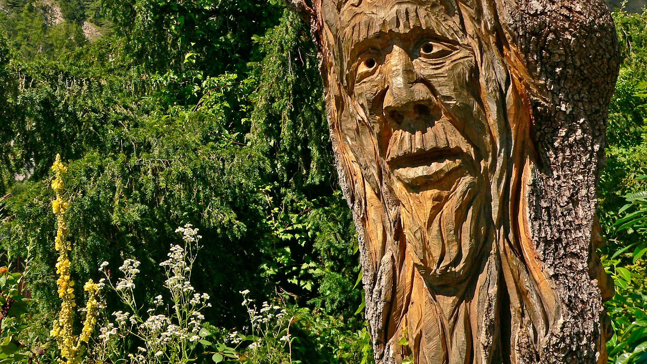 Картинки лицо дерево. Дерево с лицом. Леший дерево. Лицо из дерева. Дерево с вырезанными лицами.